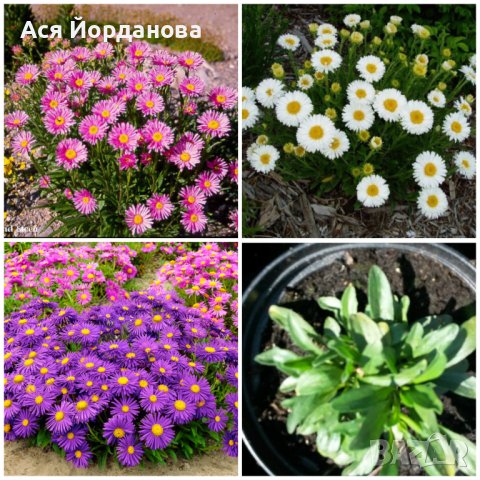 Градински цветя и храсти, снимка 18 - Градински цветя и растения - 42084094