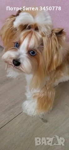 ексклузивен бял йоркшир, снимка 11 - Йоркширски териер - 52910687