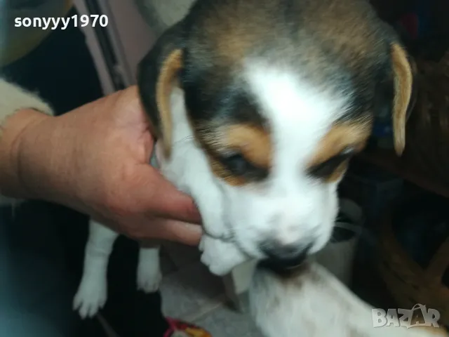 ДЖАК РЪСЕЛ-БЕБЕТА-250ЛВ ЗА ЕДНО 0602251556, снимка 12 - Джак ръсел териер - 48994447