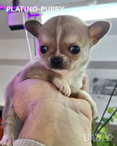 Чихуахуа Джудже момиче.