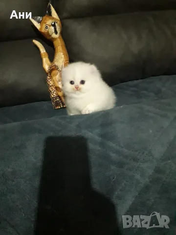 КОТЕНЦЕ МЕЧТА НА МАЛКИ И ГОЛЕМИ