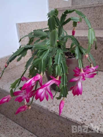 Стайни цветя - Коледничета, снимка 5 - Стайни растения - 52315263