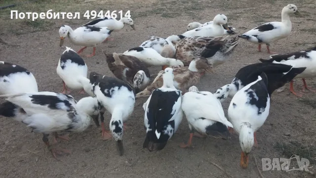 Патици френски Дюклер 