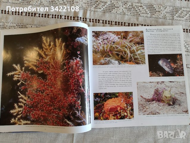 Богато илюстрирана книга, твърди корици: Подводният свят на Хърватия, снимка 7 - Специализирана литература - 42891596