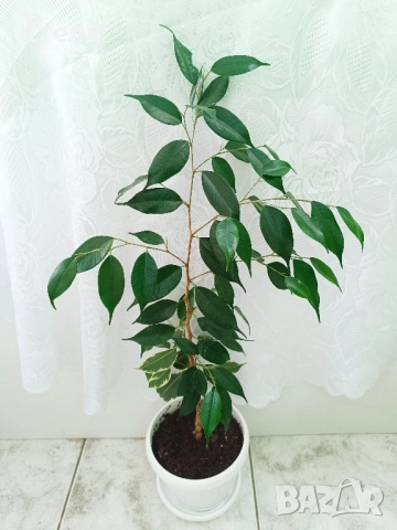 Сциндапсус, Бенджамин и други цветя , снимка 3 - Стайни растения - 45108051