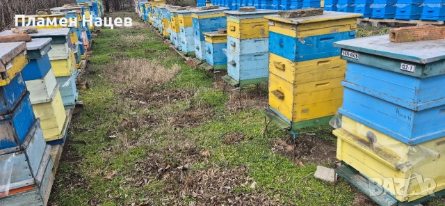 Пчелни семейства със сандъци!, снимка 6 - Други животни - 53084236