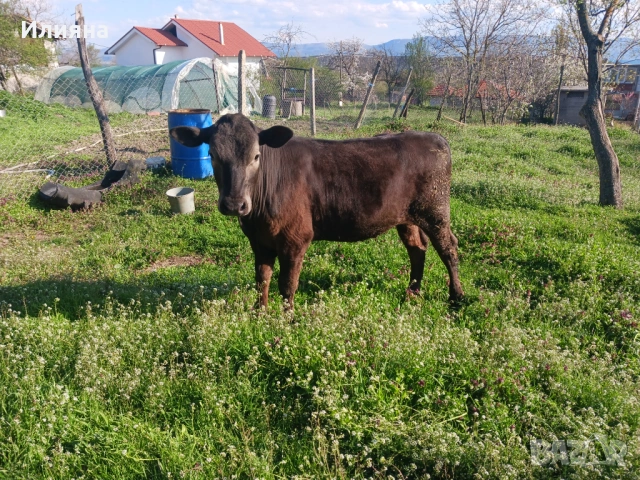 Женско теле на 11 месеца, снимка 4 - Крави - 54246249