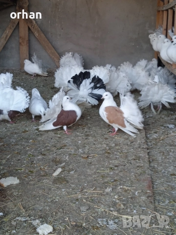 фенерли за продаване или бартер , снимка 9 - Гълъби - 52361365