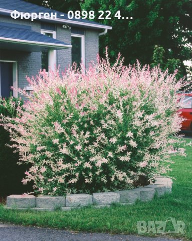 Храстовидна ,Пъстролистна японска върба / Salix Hakuro Nishiki