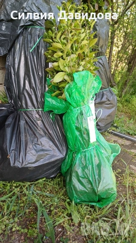 Лигуструм за жив плет на гол корен 