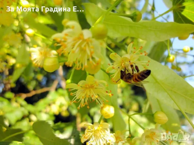 Липа Фиданки