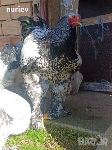 картал брама 