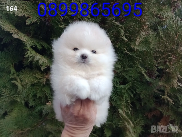 Мъжки мини Померанче. Реални снимки от 12.01.26 г. , снимка 4 - Померан - 53082724