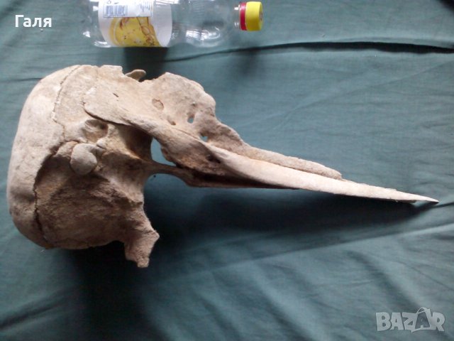 Антика,вкаменелост от тиранозавър , снимка 9 - Антикварни и старинни предмети - 30754055