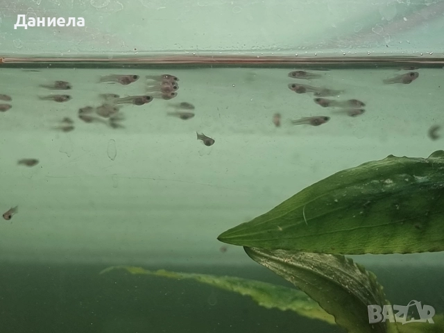 Бебета Гупи 