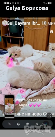 Британска котка  лилаво злато, снимка 8 - Британска късокосместа - 54162057