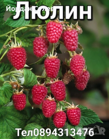 Есенен разсад на малини и ягоди