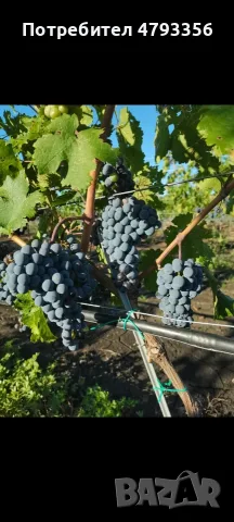 Продавам грозде Каберне фран, снимка 4 - Домашни продукти - 55955365