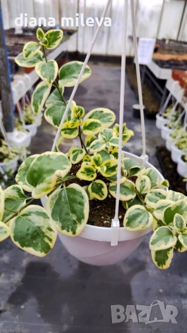 Кошница с вариегатна Винка, Vinca major Variegata, снимка 3 - Градински цветя и растения - 53249593