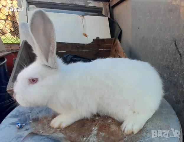 Продавам Зайци, снимка 2 - Други животни - 54317367