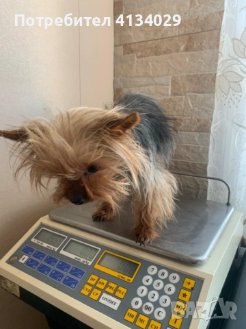 Супер мини Йорки мъжки 1,5 кг, снимка 5 - Йоркширски териер - 53228272