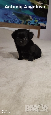 момиченце с първа ваксина , снимка 4 - Чихуахуа - 52869346