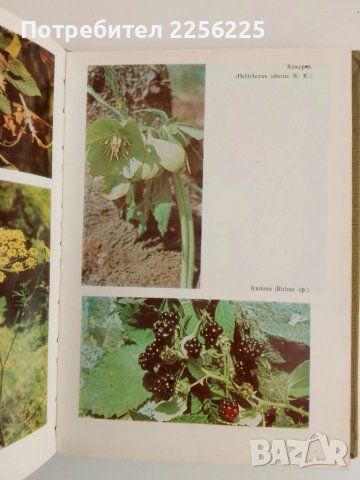 Билките в България и използването им, снимка 3 - Специализирана литература - 51100245