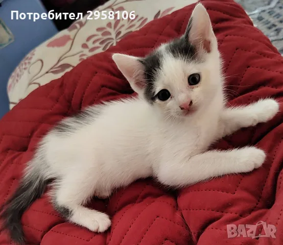 котенца търсят дом, 3 мес., снимка 2 - Други - 55841425