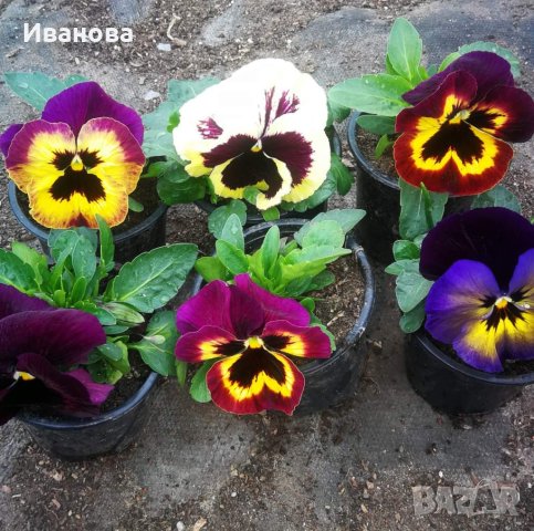 Теменужки, снимка 1 - Градински цветя и растения - 44251954