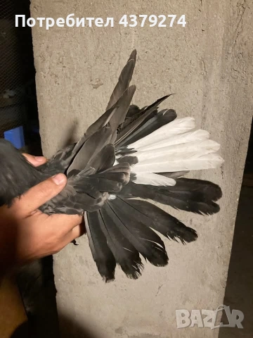 Николаевски пеперуди