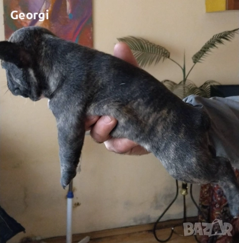 Френски булдог/малки кученца , снимка 2 - Френски булдог - 52590685