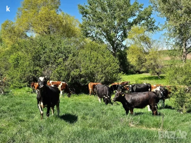 Здравейте продавам крави и телета