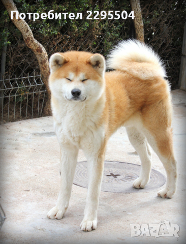 Akita inu male , снимка 3 - Акита ину - 44811632