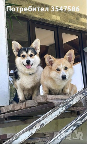 Кученца Уелско корги пембрук – приемат се резервации, снимка 10 - Други - 53220591