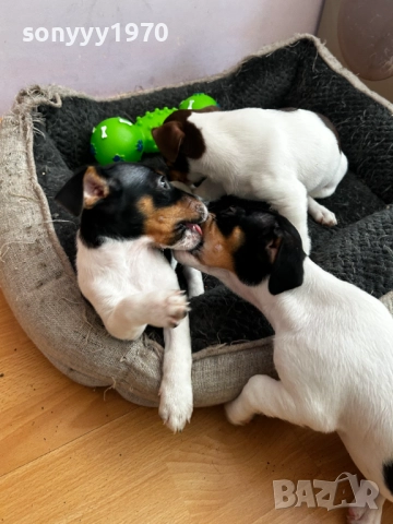 ПОСЛЕДНА БРОЙКА-ДЖАК РЪСЕЛ С ВАКСИНА И ПАСПОРТ 2110252159, снимка 5 - Джак ръсел териер - 52136452