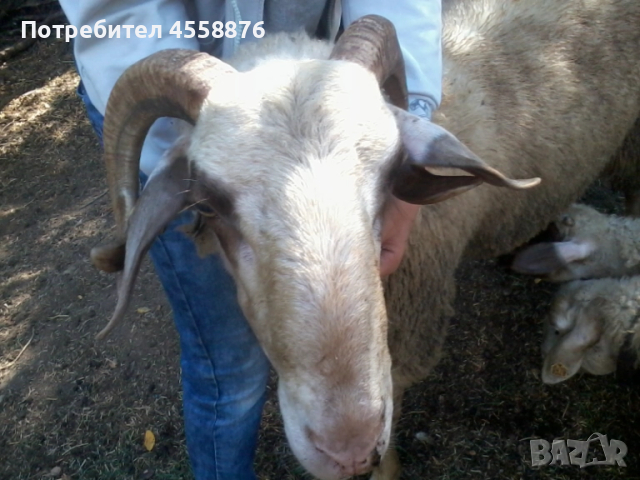 предлагам работа за пастир, снимка 2 - Овце - 52036779