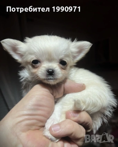 Супер красиво Бяло мини чихуахуа. Момче на 2 мес., снимка 4 - Чихуахуа - 53088543