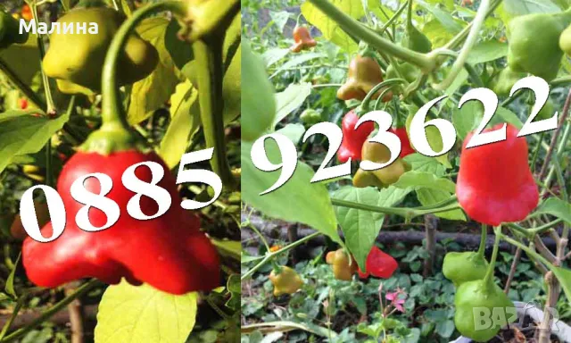 Био Разсад Домат, Люти Чушки, Чери Домати и Тютюн Стари Селски Сортове + ПОДАРЪК, снимка 16 - Разсади - 45795732