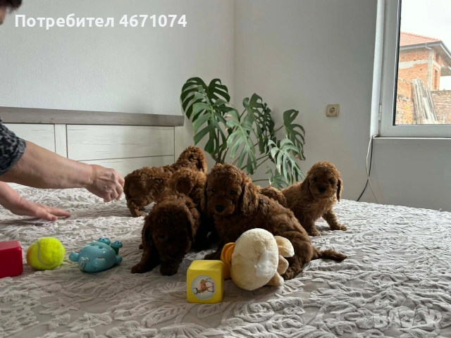 Продавам мини пуделчета , снимка 2 - Пудели - 54058158