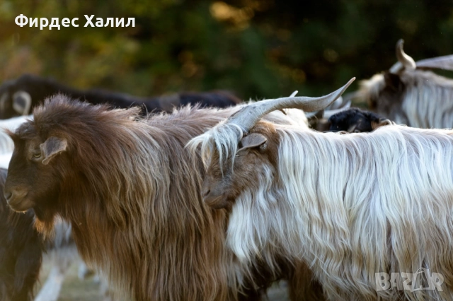 Продавам, снимка 4 - Кози - 52965180