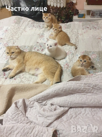 Шотландски котета златна чинчила, снимка 18 - Чинчили - 53759249