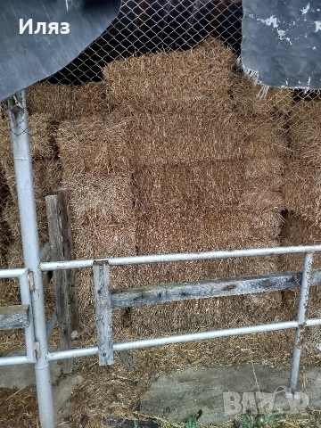 бали слама ечемичена, снимка 2 - Други стоки за животни - 53222476