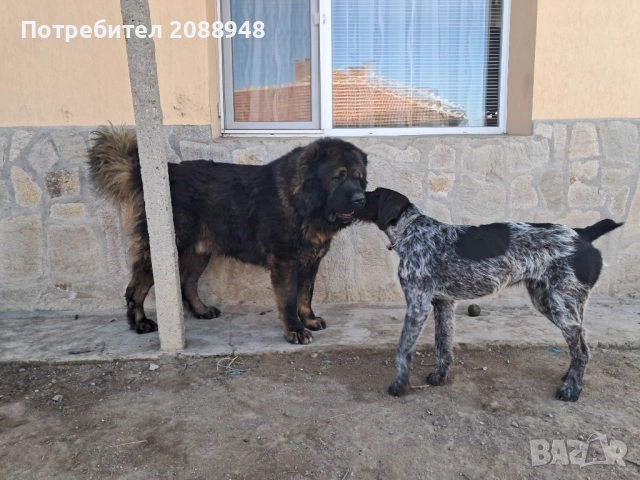 Женски дратхар, снимка 11 - Дратхаар - 52846305