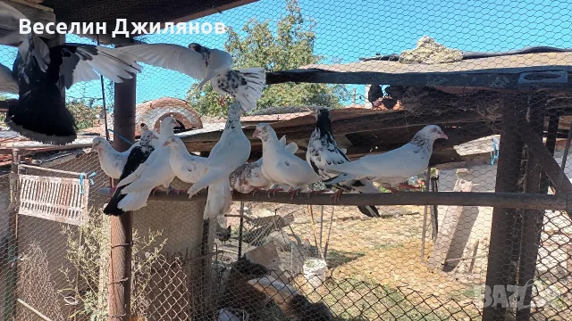 въртящи  гълаби, снимка 7 - Гълъби - 55791043