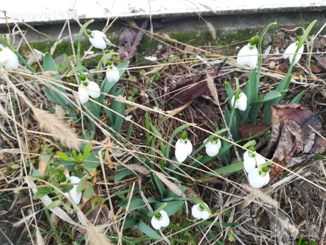 ГРЪМ ОТ КОКИЧЕТА-ЛОТ В САКСИЯ С ЛУКОВИЦИ И ПОЧВА 0402251648, снимка 7 - Градински цветя и растения - 48965524