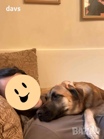 Страхотен Шарено-Очко търси Дом, снимка 7 - Други - 52578048