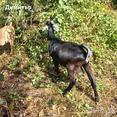 продсвам яре мъжко , снимка 3 - Кози - 55874012