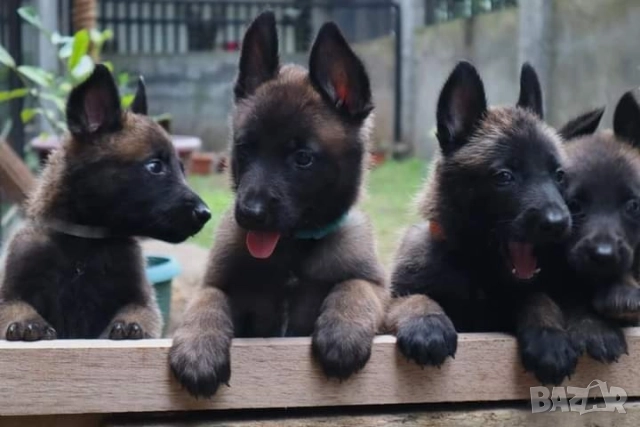 Белгийски овчарки-малиноа , снимка 8 - Белгийска овчарка - 51852914