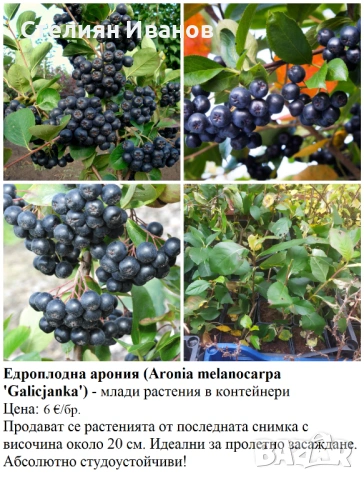 ПЛОДНИ ХРАСТИ В КОНТЕЙНЕРИ, снимка 7 - Градински цветя и растения - 53447504