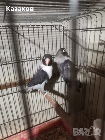 Заменям неразделки за корели